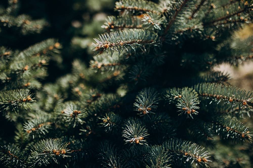 Buy or rent a Christmas tree from Hope Nature Centre this Christmas!