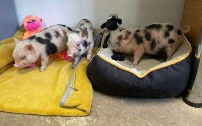 New Micropigs arrive at Fairfield Animal Centre