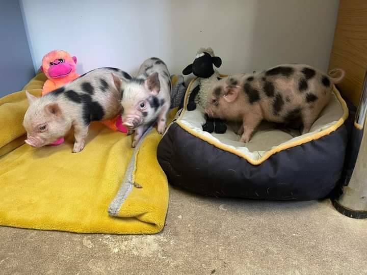 New Micropigs arrive at Fairfield Animal Centre