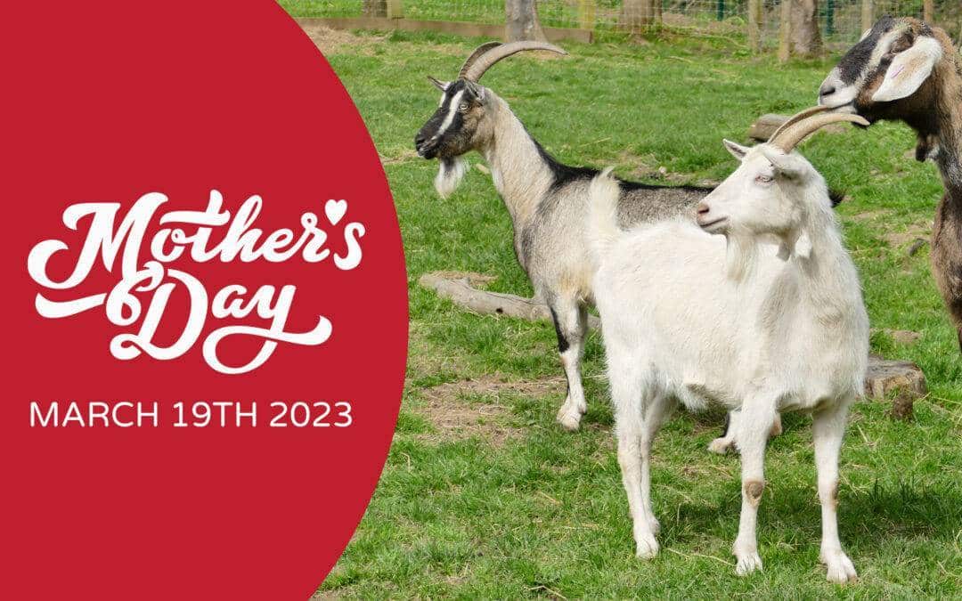 Mums get free entry this Mothers Day at Fairfield Animal Centre