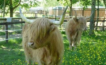 Fairfield Animal Centre - Highland Cattle