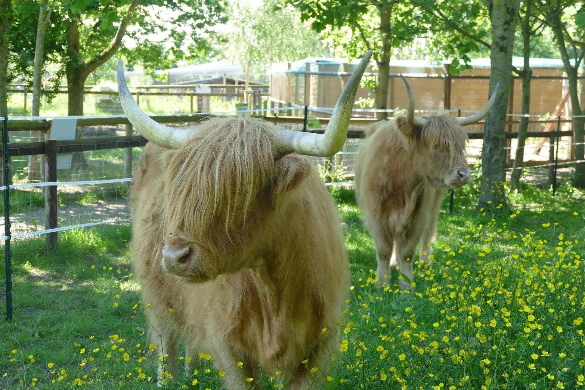 Highland Cattle at Fairfield Animal Centre