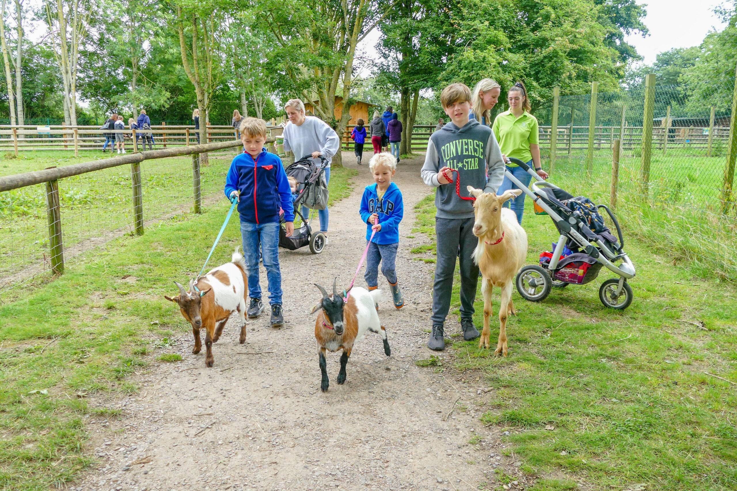 Walk our Alpacas - Fairfield Animal Centre