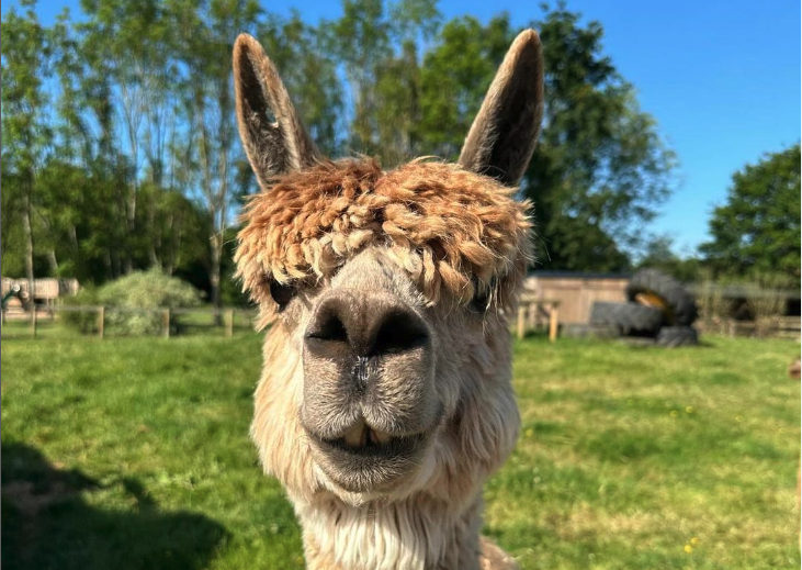 Summer Holidays at Fairfield Animal Centre