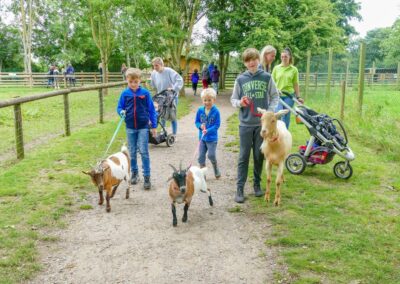 Walk-our-Alpacas-Fairfield-Animal-Centre (1) (1)