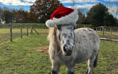 Visit Santa at Fairfield Animal Centre this Christmas