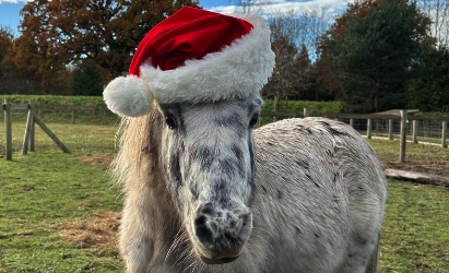 Visit Santa at Fairfield Animal Centre