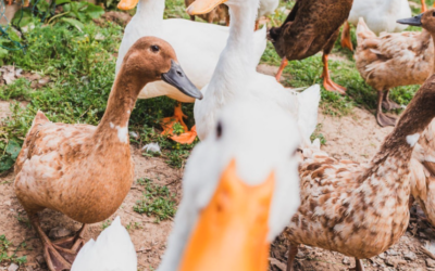 “Quackers” Half Term Trail