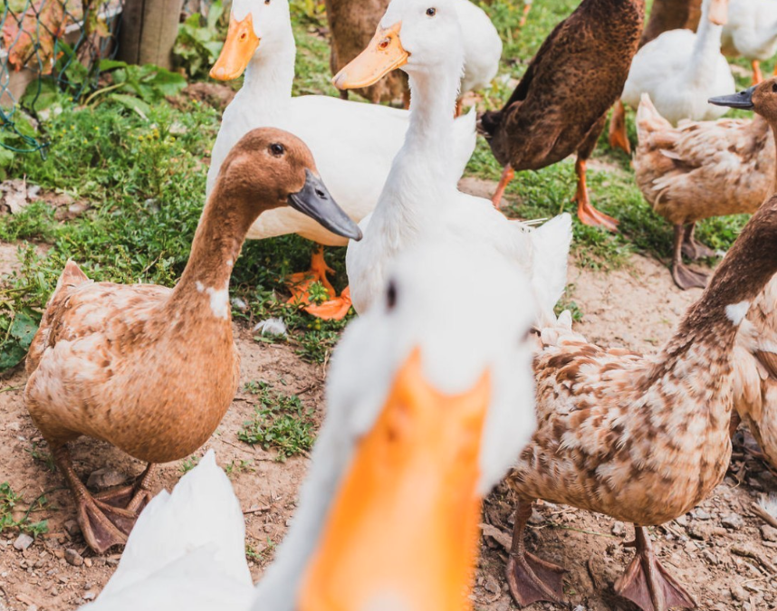 “Quackers” Half Term Trail