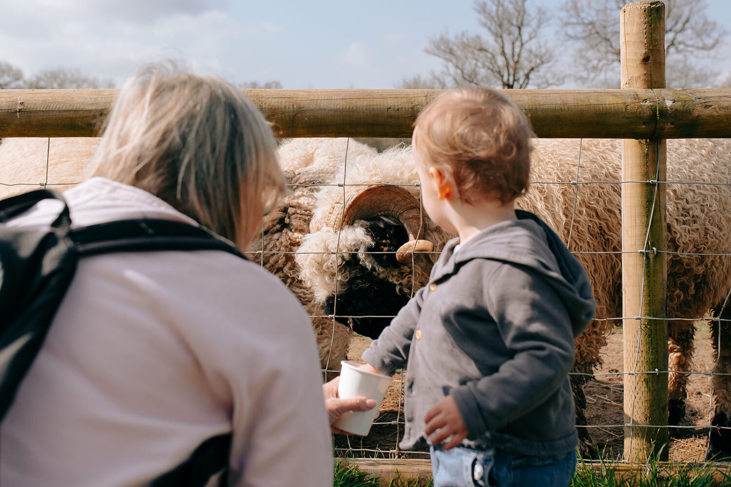 Summer Holidays at Fairfield Animal Centre