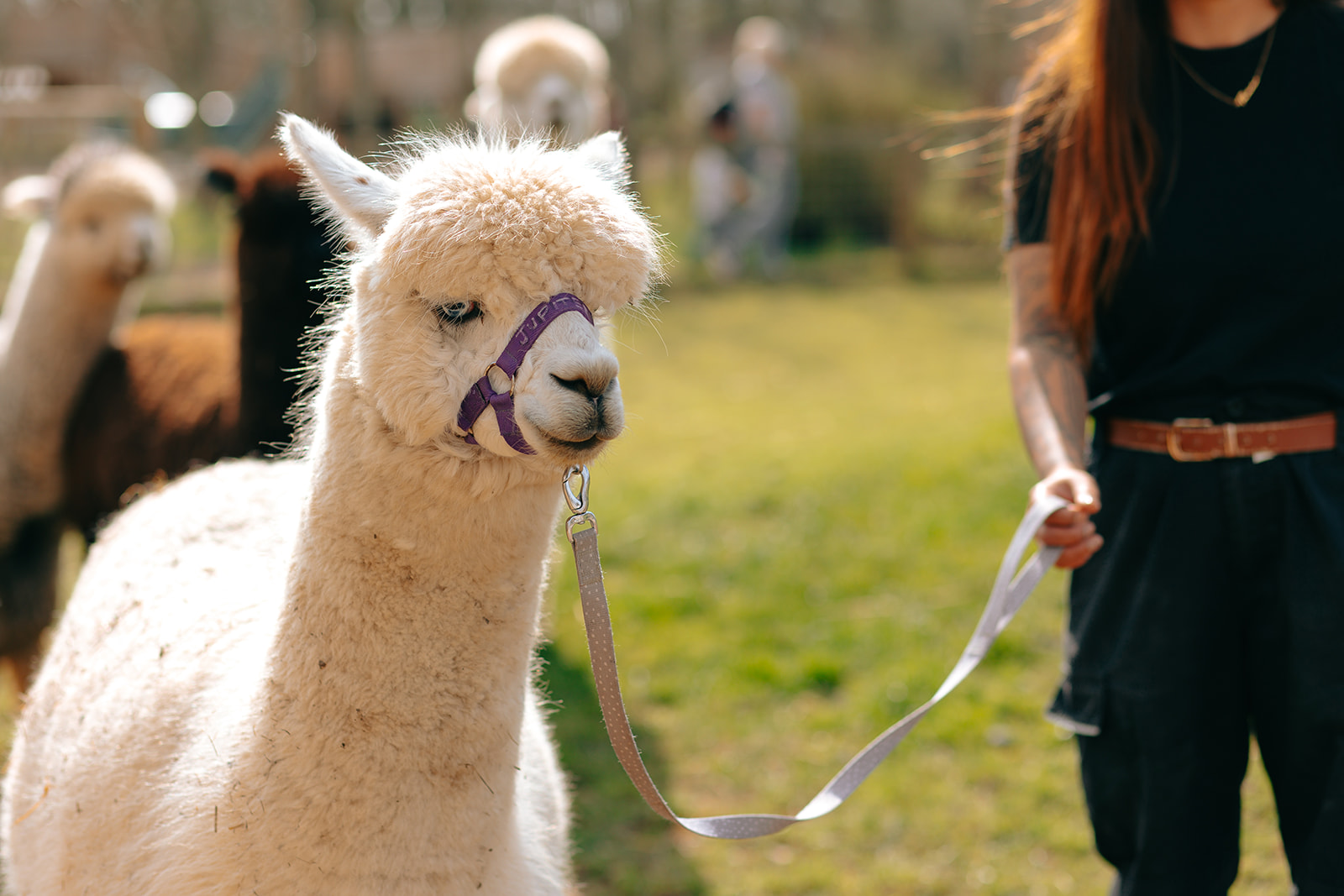 Fairfield Animal Centre Alpaca Walks - Fairfield Animal Centre