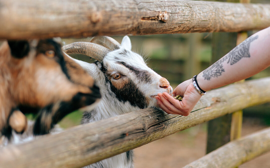 February Half Term at Fairfield Animal Centre