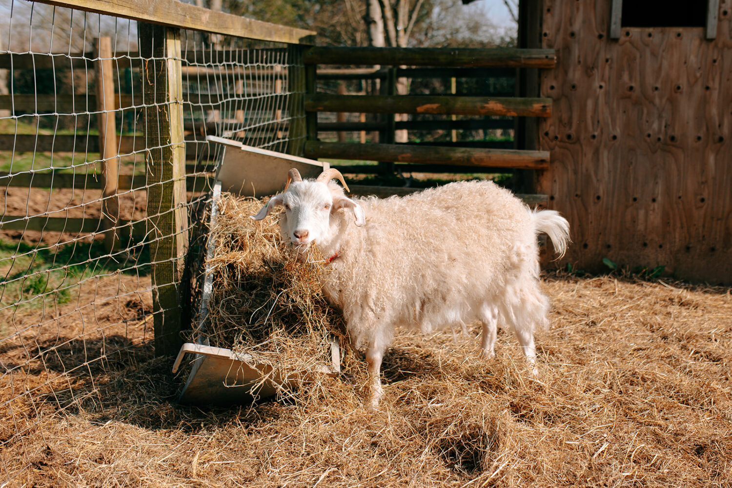 Animal Experiences at Fairfield Animal Centre