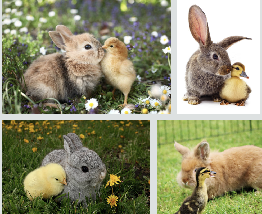 Alpaca Walks - Fairfield Animal Centre