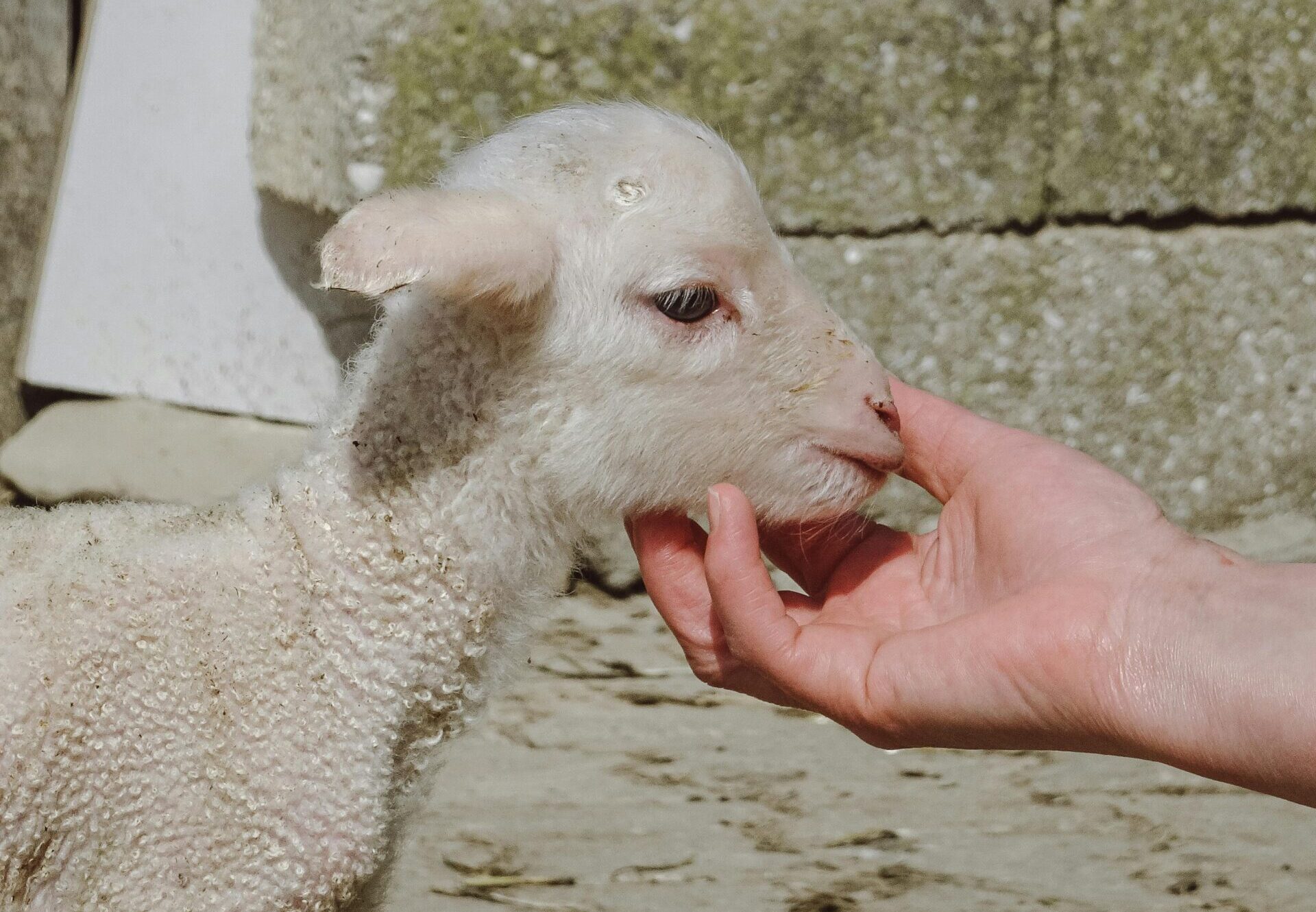 Alpaca Walks - Fairfield Animal Centre