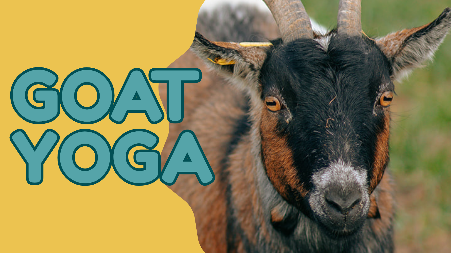 Goat Yoga