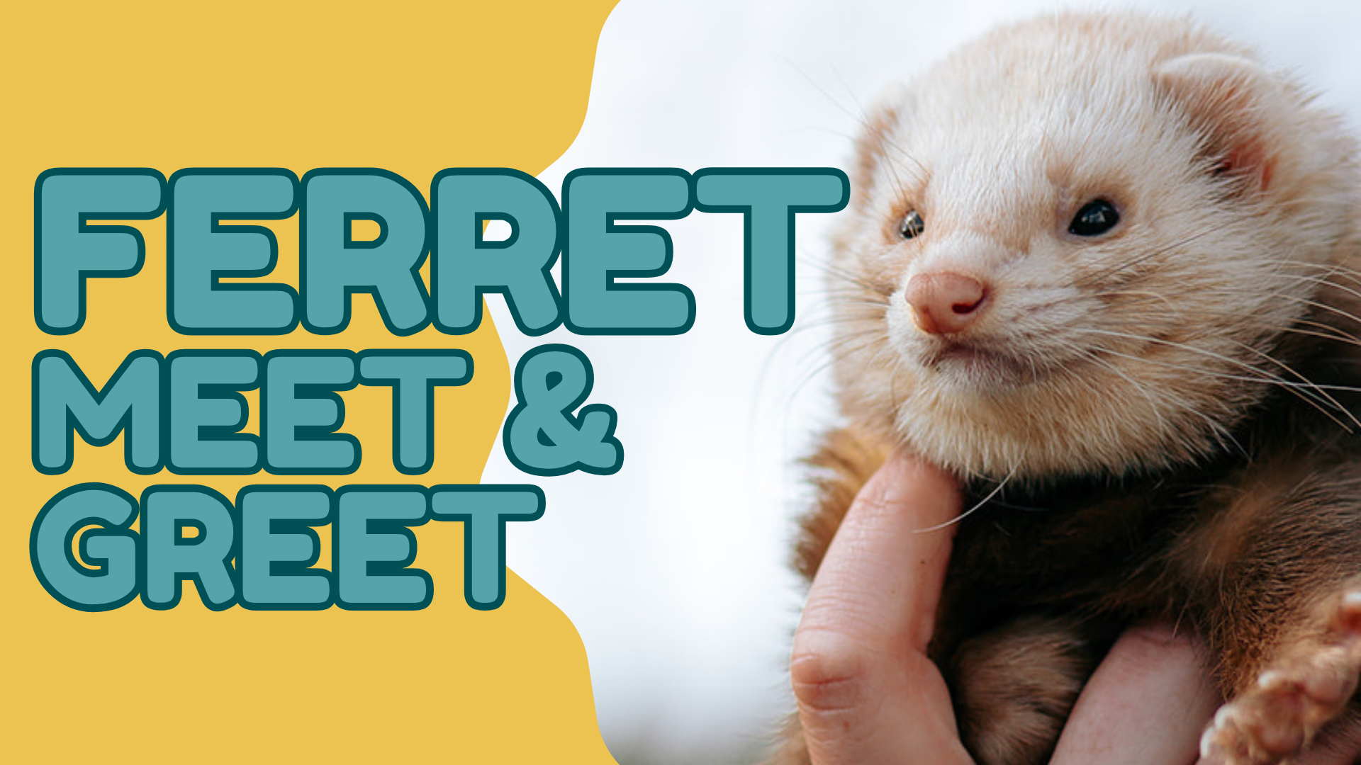 Ferret Meet & Greet
