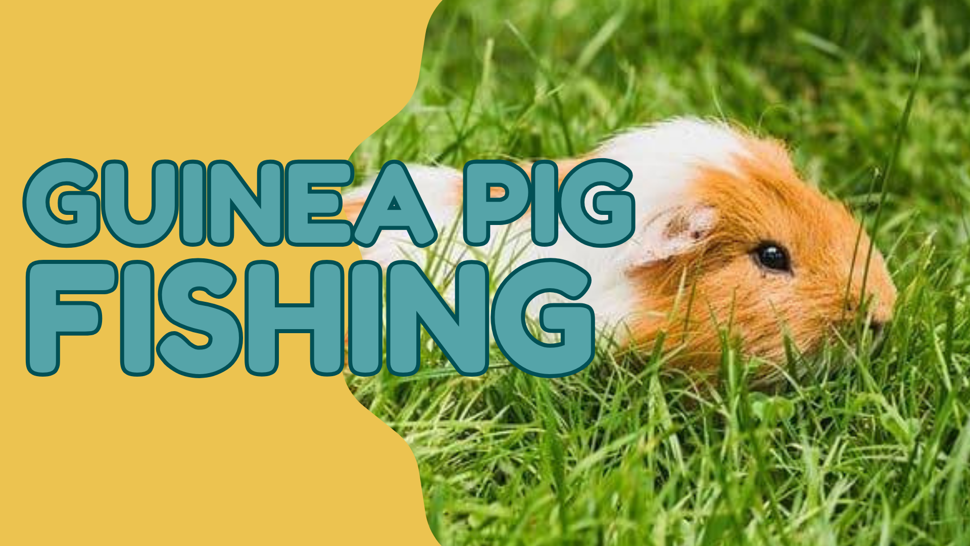 Guinea Pig Fishing
