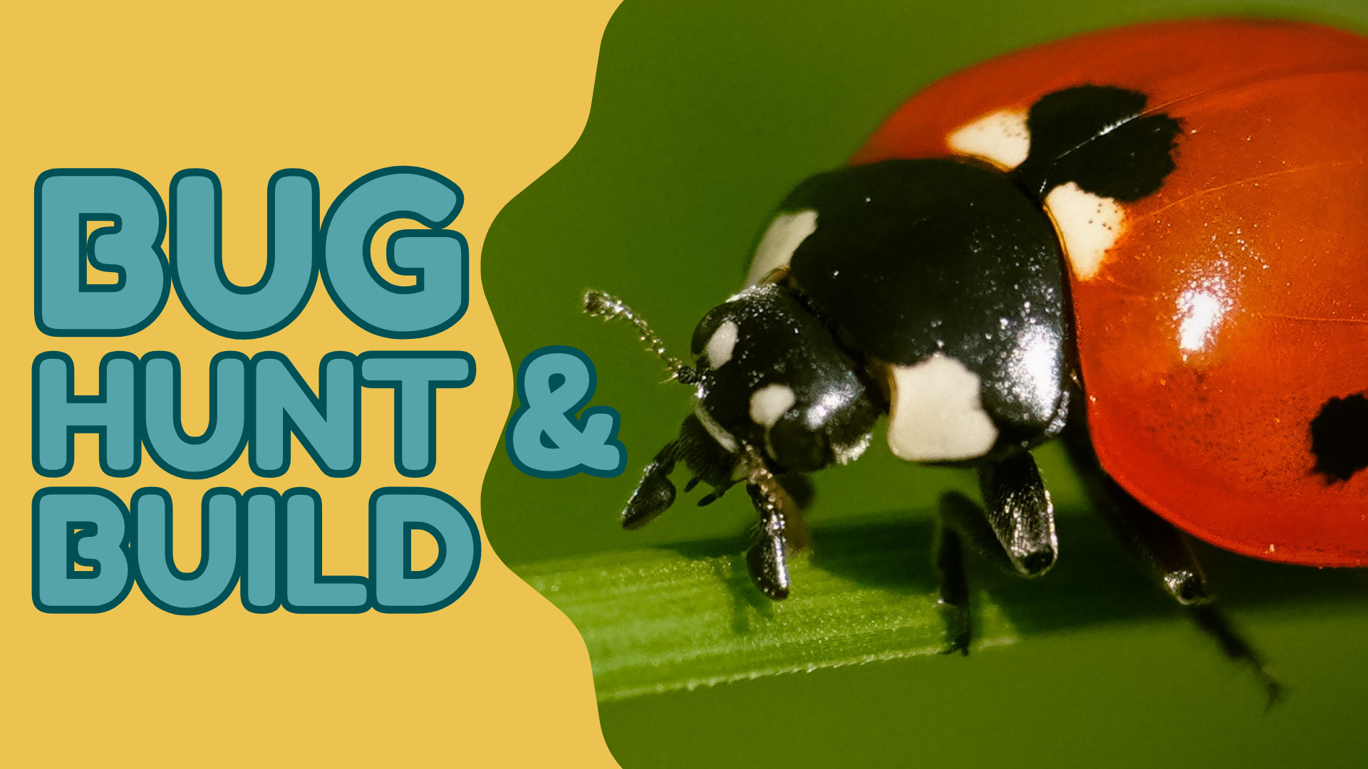 Bug Hunt & Build