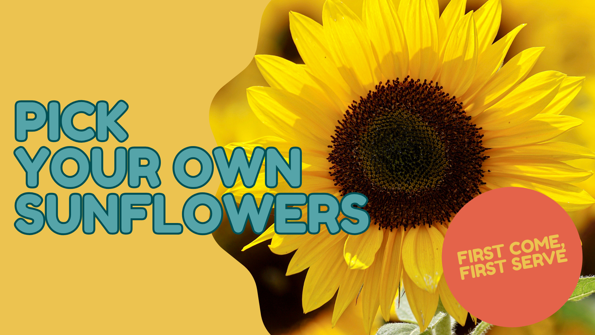 Pick your own Sunflowers