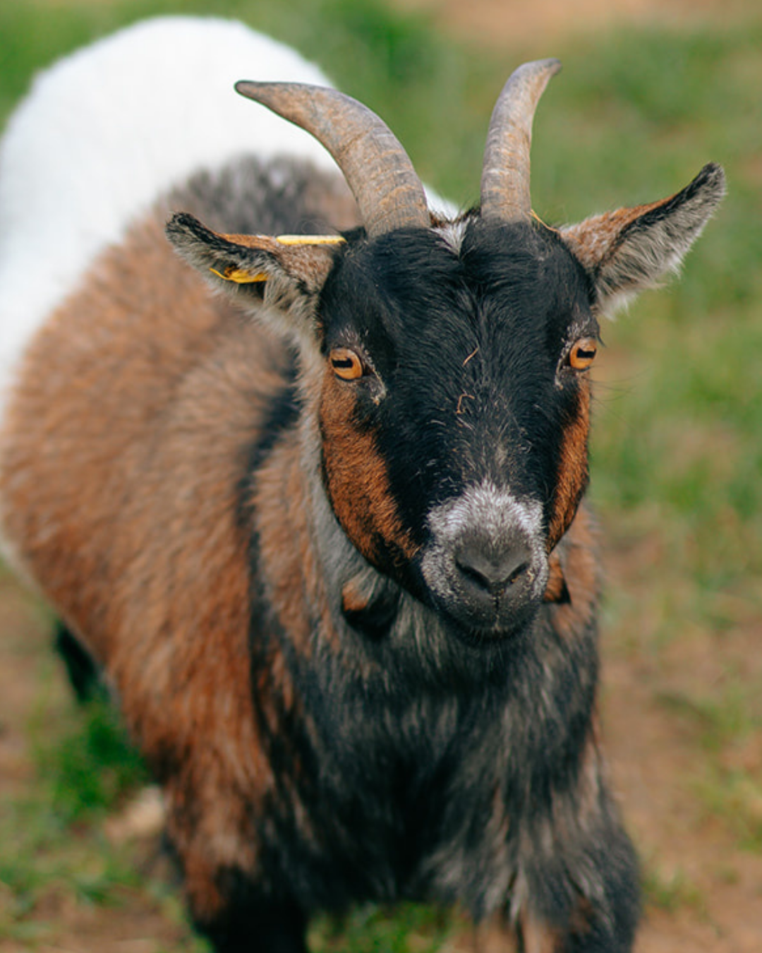 This photograph is of one of the pygmy goats at Fairfield Animal Centre. It appears to be looking directly at the photographer.