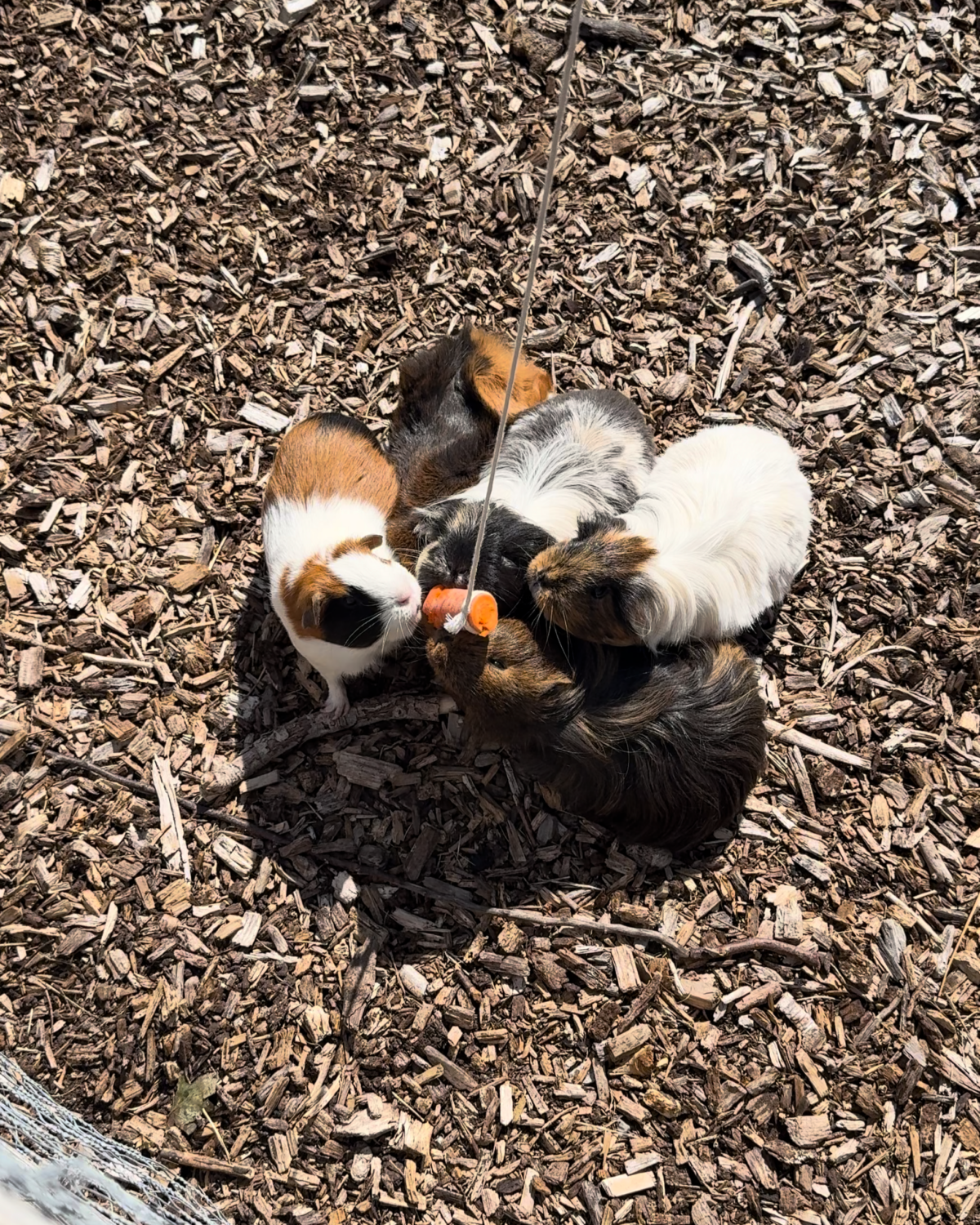 A photograph shows five guinea pigs surrounding a piece of carrot that is tied to the end of a string.